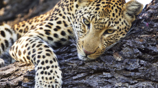 Reisefotografie: Landschaft, Wildlife, Menschen
