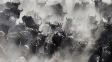Reisefotografie: Landschaft, Wildlife, Menschen