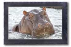 Hippo-Portrait