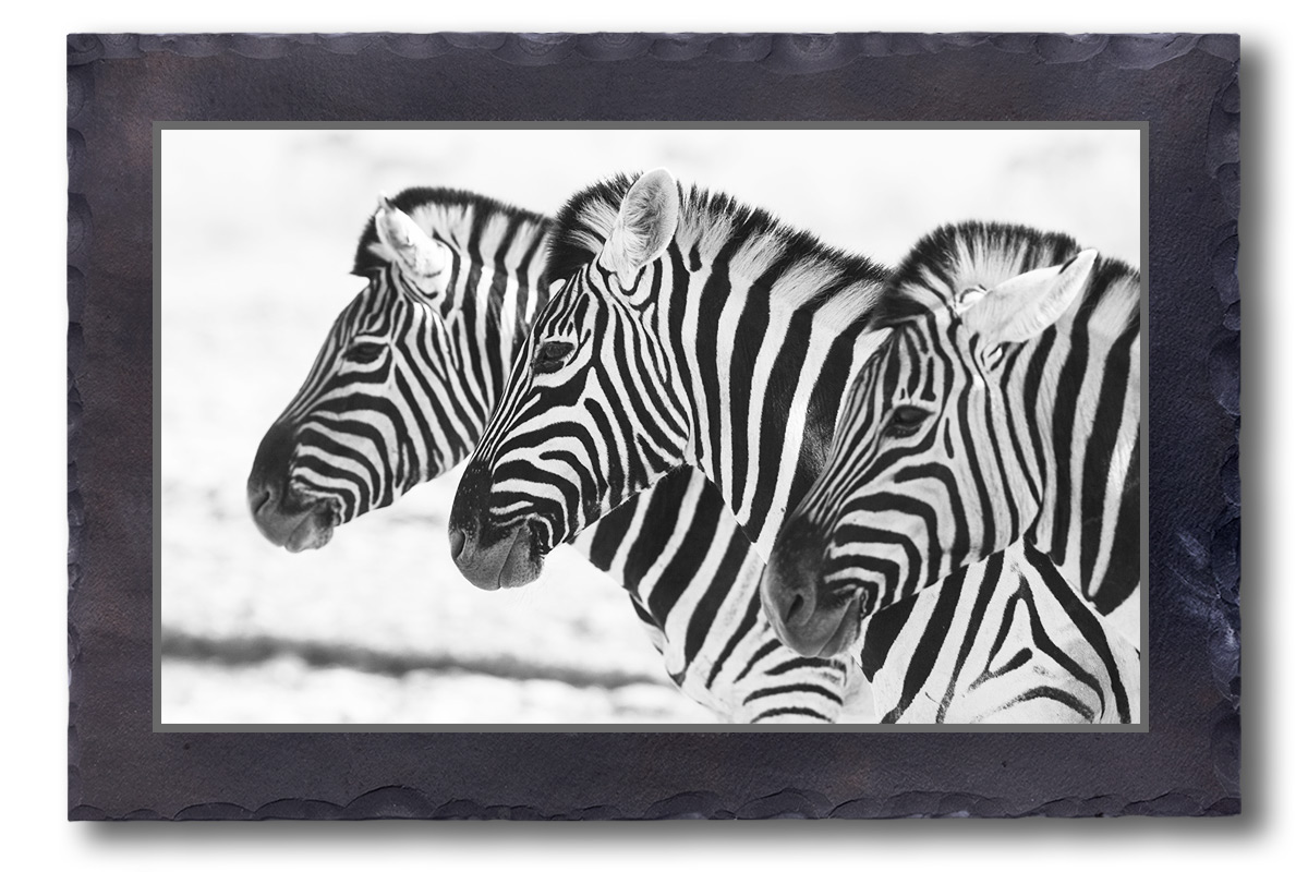 Zebra Portraits