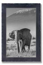 Grauer Riese am Kilimandscharo