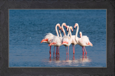 Flamingo-Treff