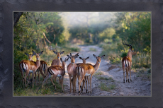 Impala im frühmorgenlichen Wald