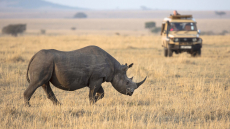 Sehnsucht Afrika