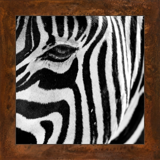 ZebraAuge