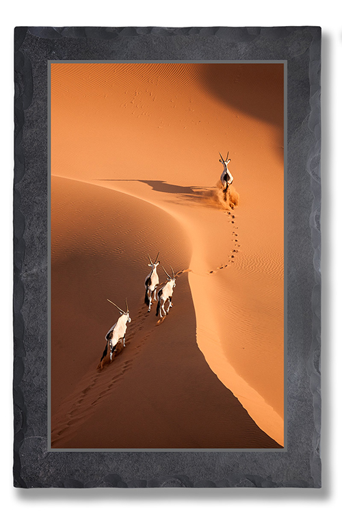 Oryx in den Dünen