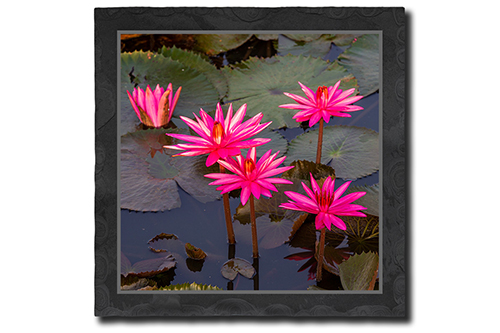 Rote Lotus Blüten - Quadatisch