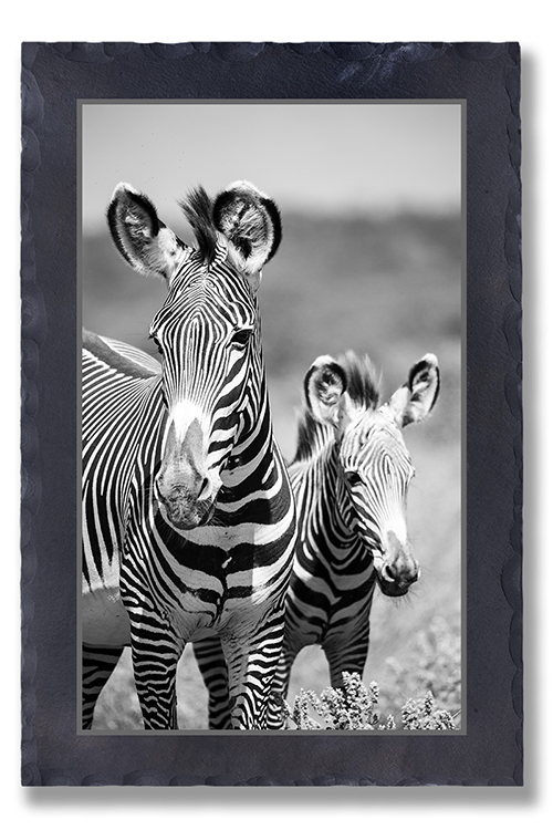 Grevy Zebras