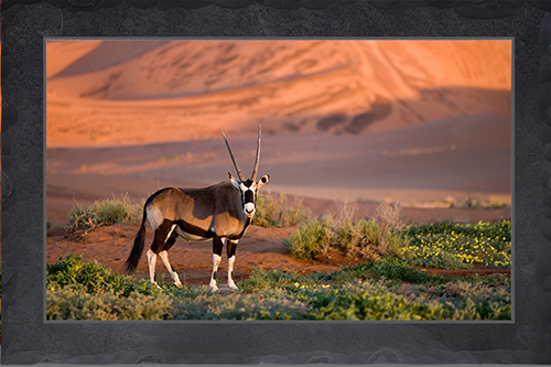 Oryx in der Wüste